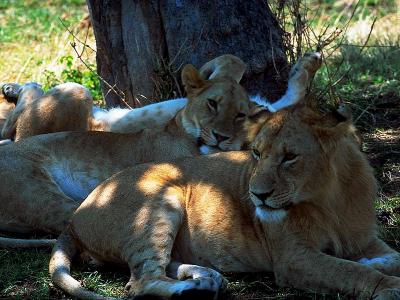 lions_0485_medres.jpg