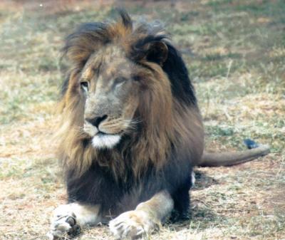 lions_0486_medres.jpg