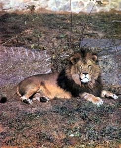 lions_0489_medres.jpg