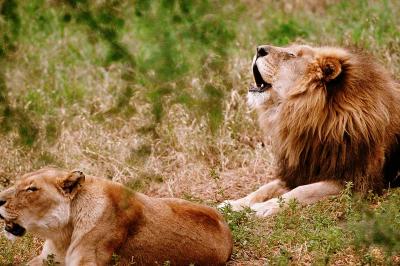 lions_0500_medres.jpg