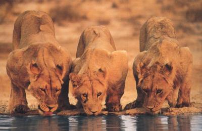 lions_0503_medres.jpg