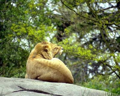 lions_0504_medres.jpg