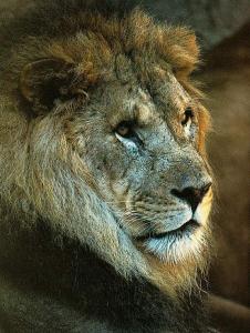 lions_0505_medres.jpg