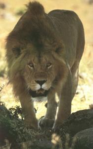 lions_0506_medres.jpg