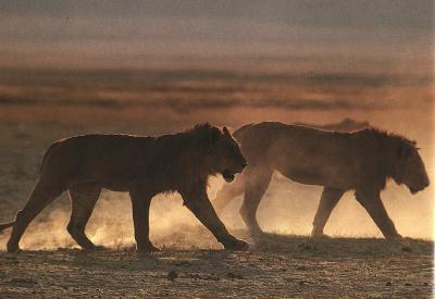 lions_0518_medres.jpg