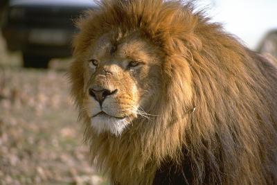 lions_0521_medres.jpg