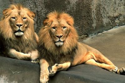 lions_0523_medres.jpg