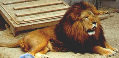 lions_0525_medres.jpg