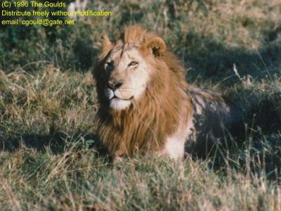 lions_0538_medres.jpg