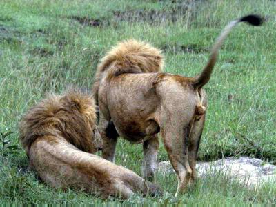 lions_0542_medres.jpg