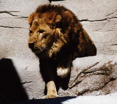 lions_0546_medres.jpg