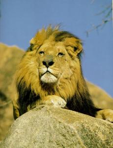 lions_0552_medres.jpg