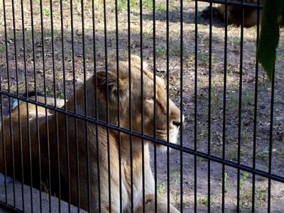 lions_0558_medres.jpg