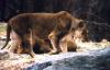 lions_0559_medres_t1.jpg