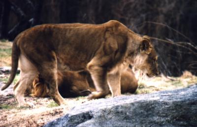 lions_0559_medres.jpg