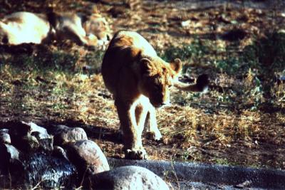 lions_0560_medres.jpg