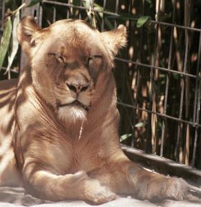 lions_0564_medres.jpg