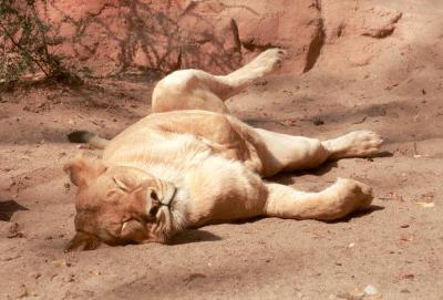 lions_0566_medres.jpg