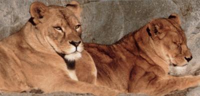 lions_0568_medres.jpg