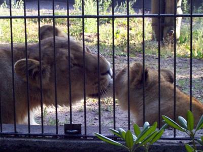 lions_0575_medres.jpg