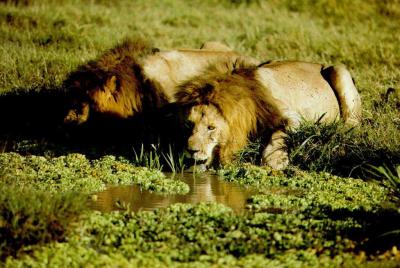 lions_0578_medres.jpg