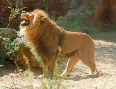 lions_0581_medres.jpg