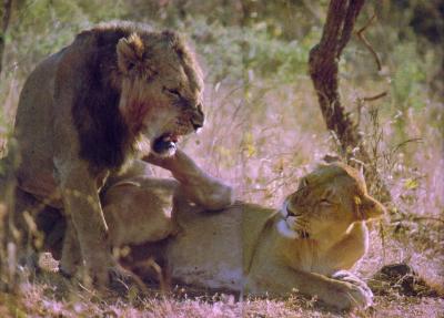 lions_0586_medres.jpg