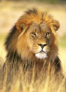 lions_0595_medres.jpg