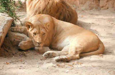 lions_0603_medres.jpg