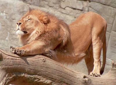 lions_0604_medres.jpg