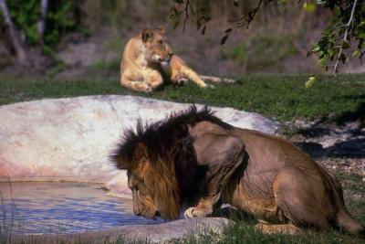 lions_0606_medres.jpg