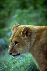 lions_0607_medres.jpg