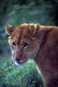 lions_0608_medres.jpg