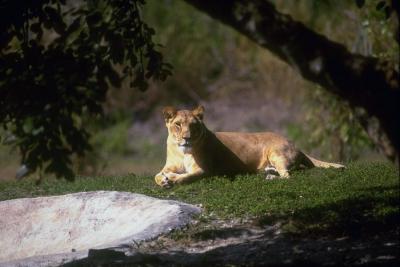 lions_0609_medres.jpg