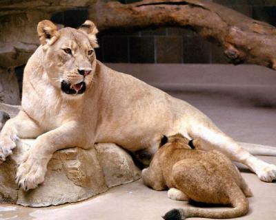 lions_0623_medres.jpg