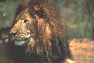 lions_0638_medres.jpg