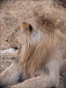 lions_0649_medres.jpg