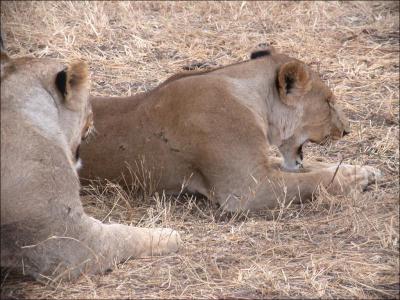 lions_0650_medres.jpg