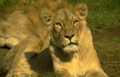 lions_0670_medres.jpg