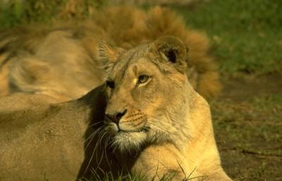 lions_0671_medres.jpg