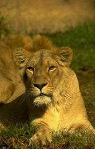 lions_0672_medres.jpg