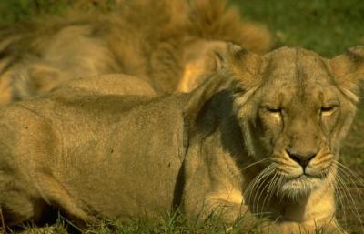 lions_0673_medres.jpg