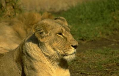 lions_0674_medres.jpg