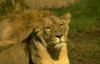 lions_0675_medres_t1.jpg