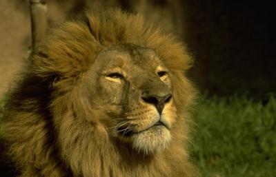 lions_0677_medres.jpg