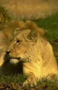 lions_0679_medres.jpg