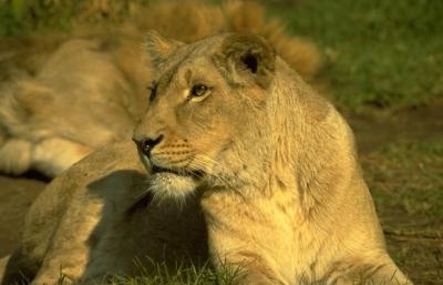 lions_0680_medres.jpg