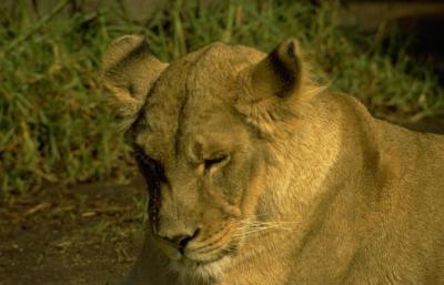 lions_0681_medres.jpg