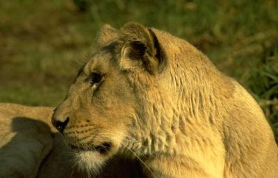 lions_0682_medres.jpg