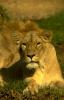 lions_0684_medres_t1.jpg